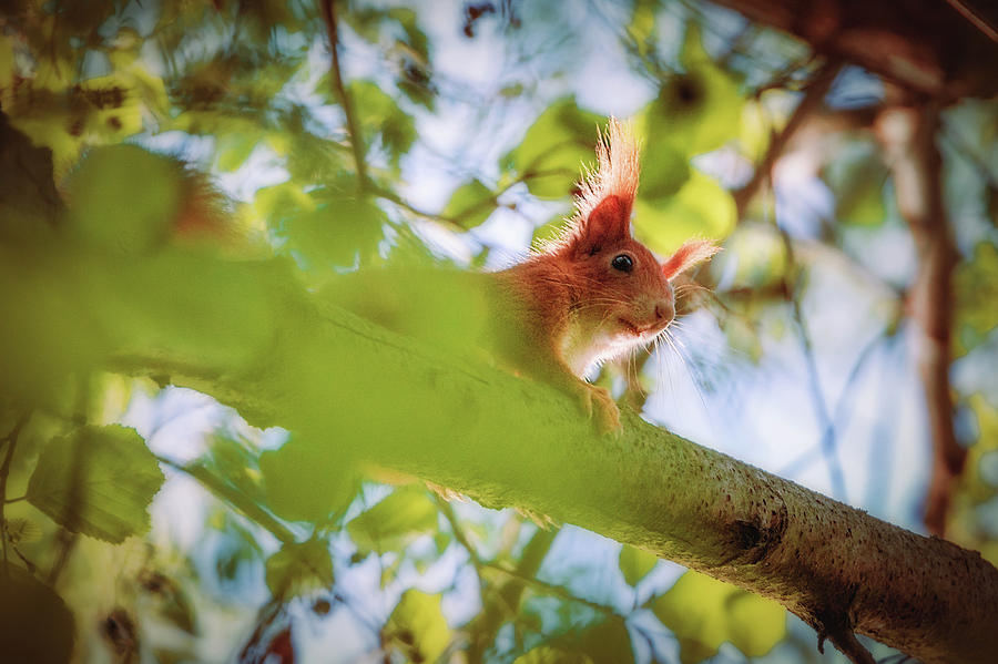 Eurasian Red Squirrel - Sciurus Vulgaris #5 Photograph by Marc Braner