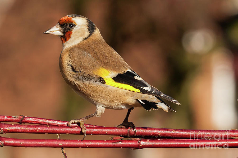 European goldfinch bird close up   #8 Photograph by Simon Bratt
