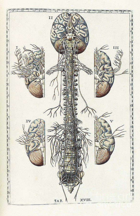 Eustachi, Tabulae Anatomicae, 1783 #7 Photograph by Science Source