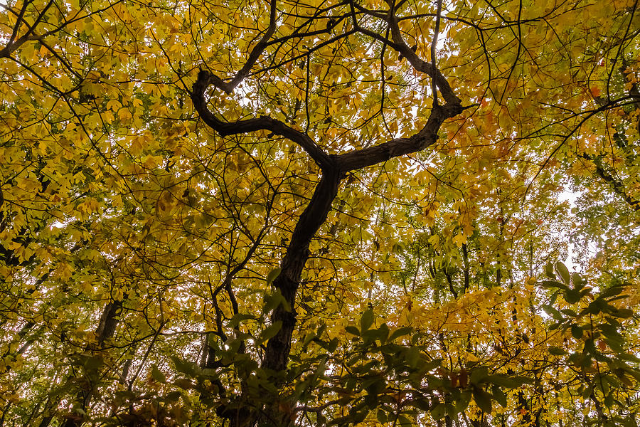 Fall foliage #7 Photograph by SAURAVphoto Online Store