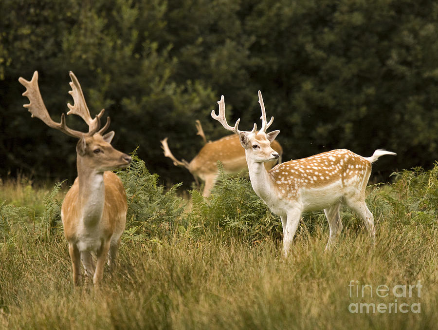 Deer Photograph - Fallow Deer #7 by Ang El