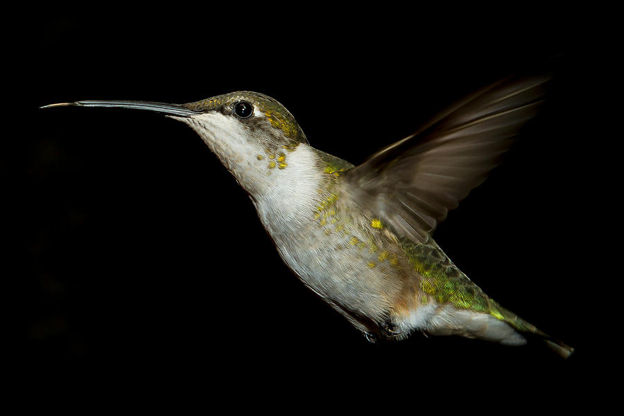 Female Ruby-Throated Hummingbird #7 Photograph by Robert L Jackson