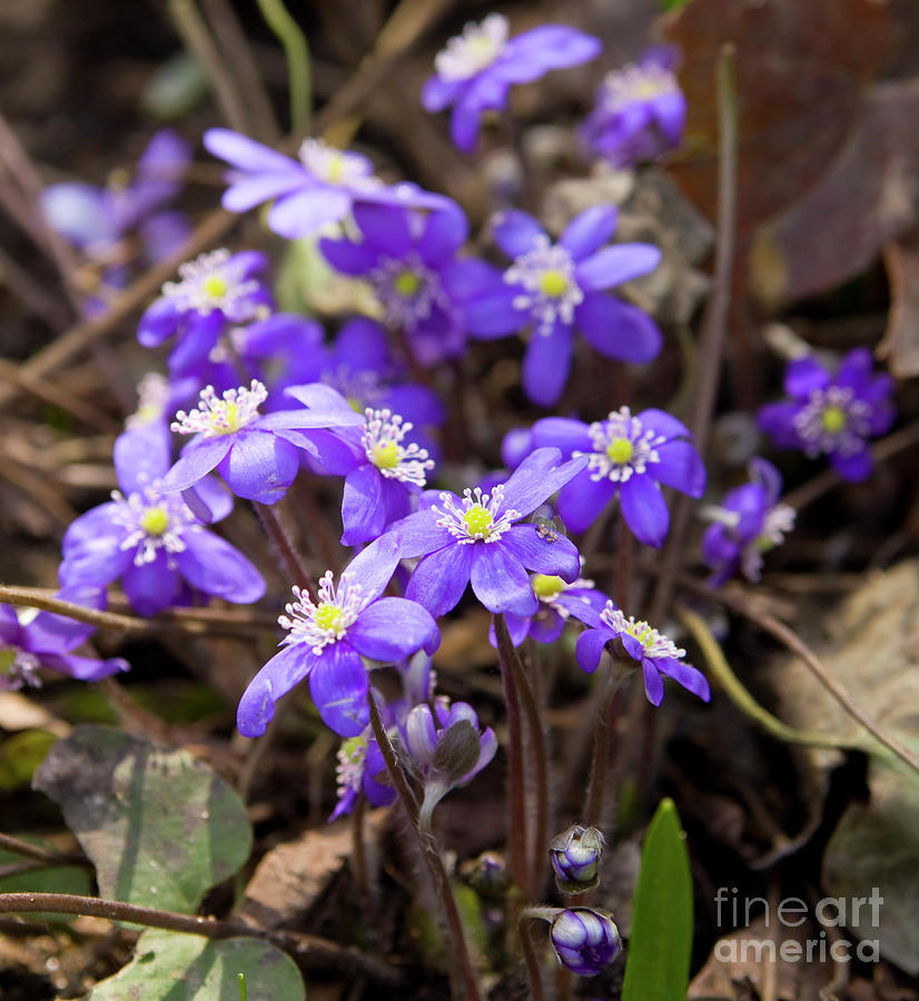 First spring flowers #7 Photograph by Irina Afonskaya