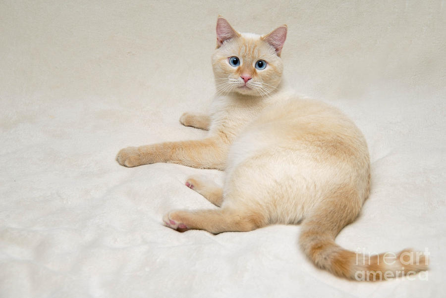 flame point siamese cross eyed