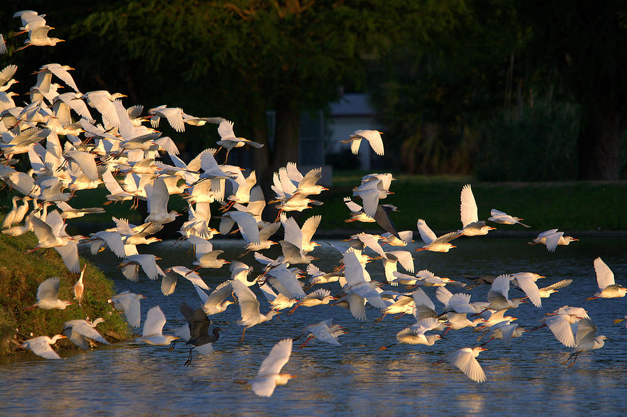 Flock Of Egrets And Herons In Flight Photograph