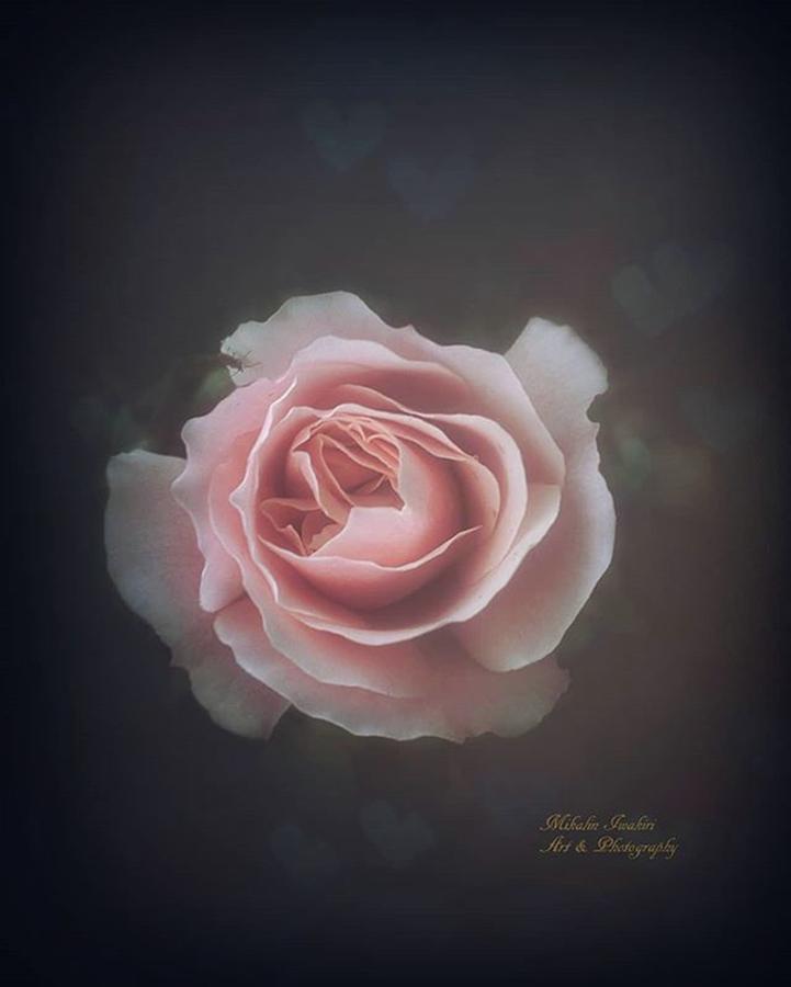 Flower Photograph - #flowers #beauty #bokeh #7 by Mika Iwakiri 