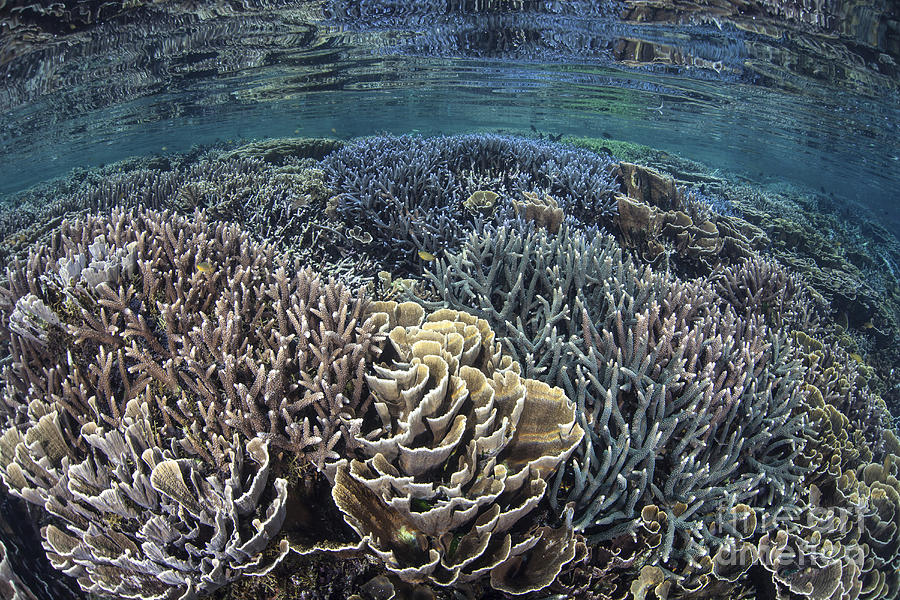 Fragile Corals Grow In Shallow Water Photograph By Ethan Daniels - Pixels