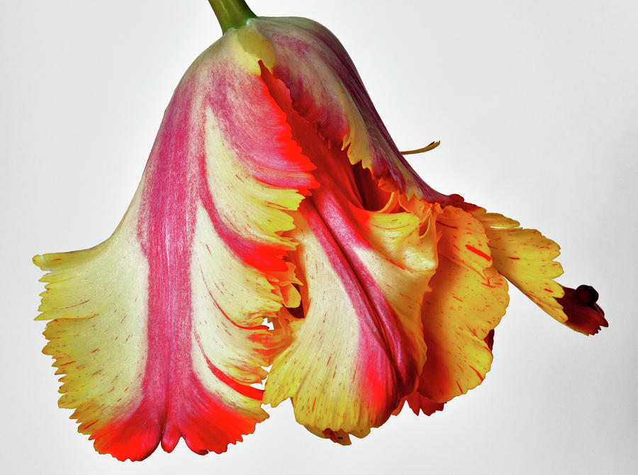 French Tulip #15 Photograph by Robert Ullmann