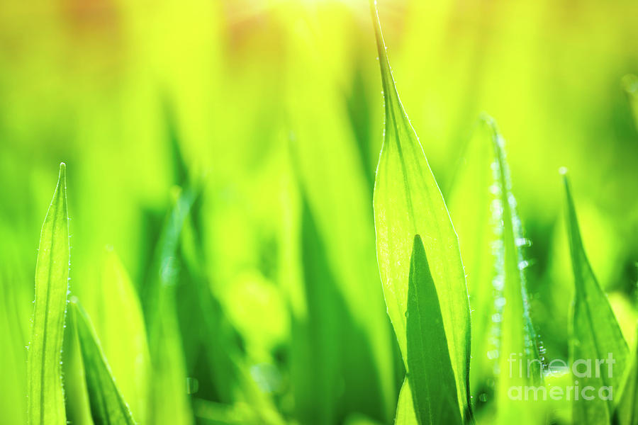 Fresh green grass background #7 Photograph by Anna Om