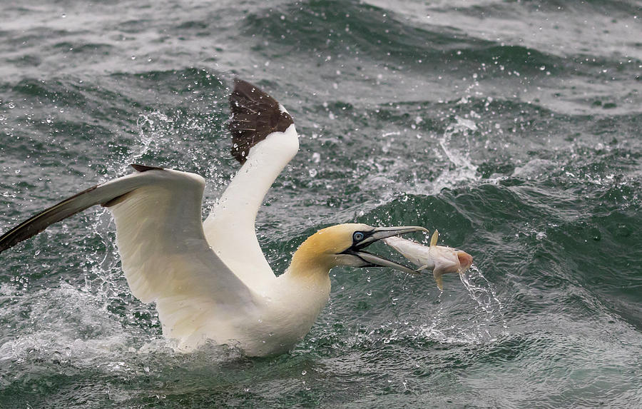 Gannet #7 Photograph by Chris Smith