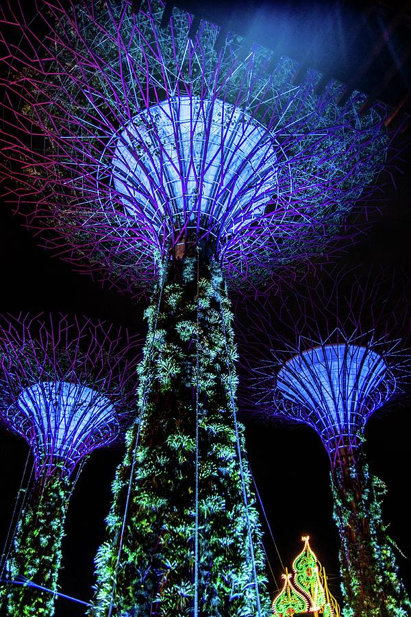 Garden Photograph - Gardens By The Bay #7 by David Rolt
