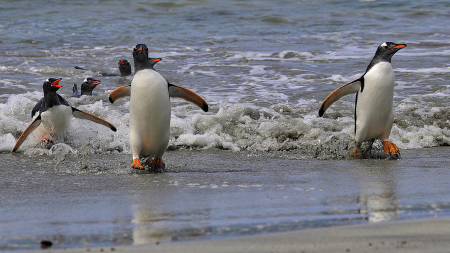 Gentoo Penguins Falkland Islands #7 Photograph by Paul James Bannerman