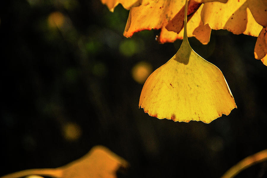 Ginkgo tree leaves in autumn #7 Photograph by Carl Ning