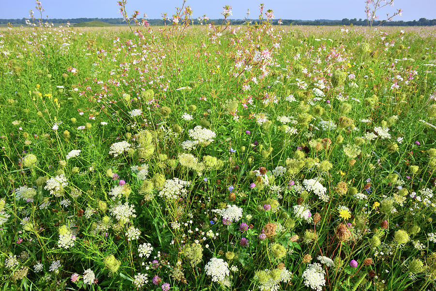 Glacial Park Wildflowers #7 Photograph by Ray Mathis