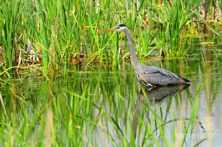 Great Blue Heron  #7 Photograph by Dennis Hammer