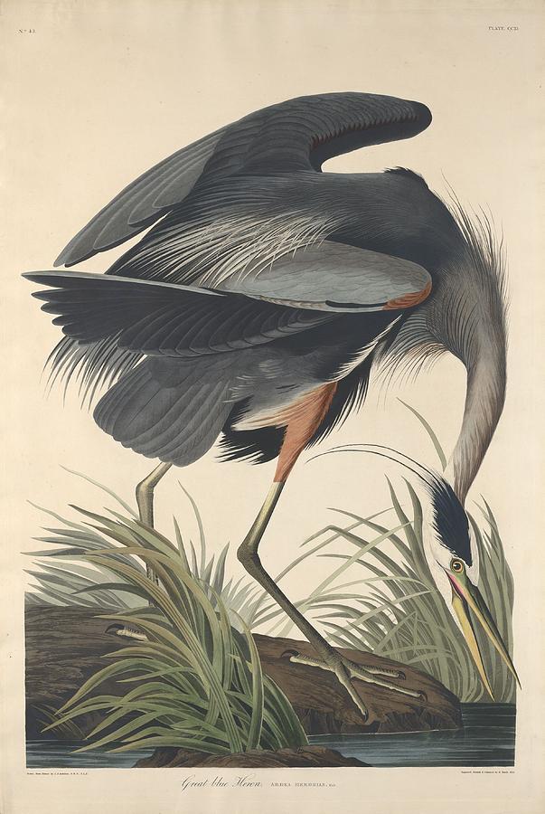 John James Audubon Drawing - Great Blue Heron #7 by Dreyer Wildlife Print Collections 