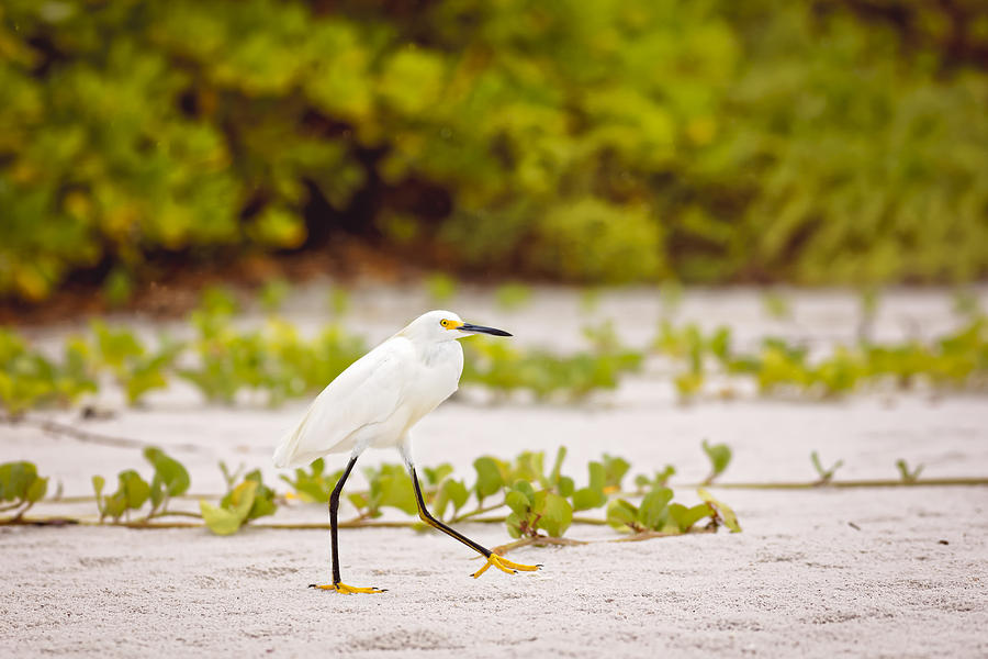 Great Egret #7 Photograph by Peter Lakomy