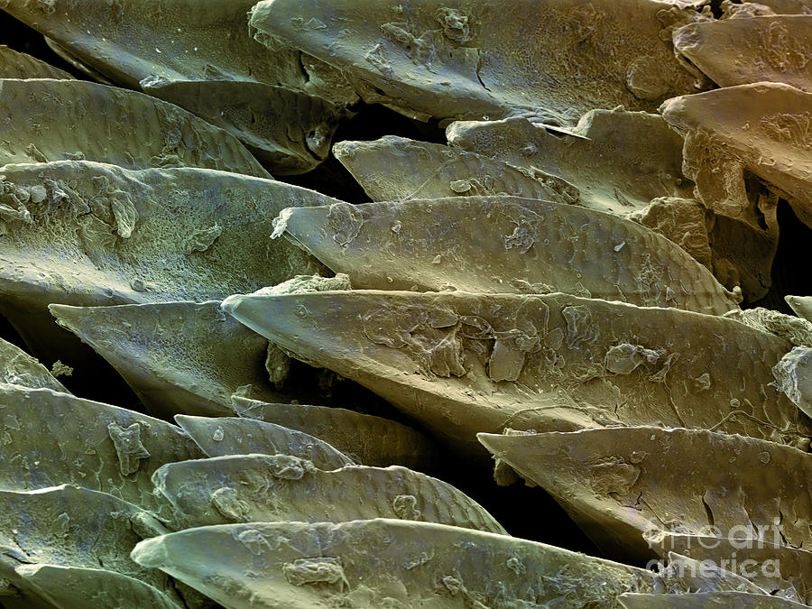 Great Hammerhead Shark Skin, Sem #7 Photograph by Ted Kinsman Great Hammerhead Shark Skin, Sem #7 Photograph by Ted Kinsman