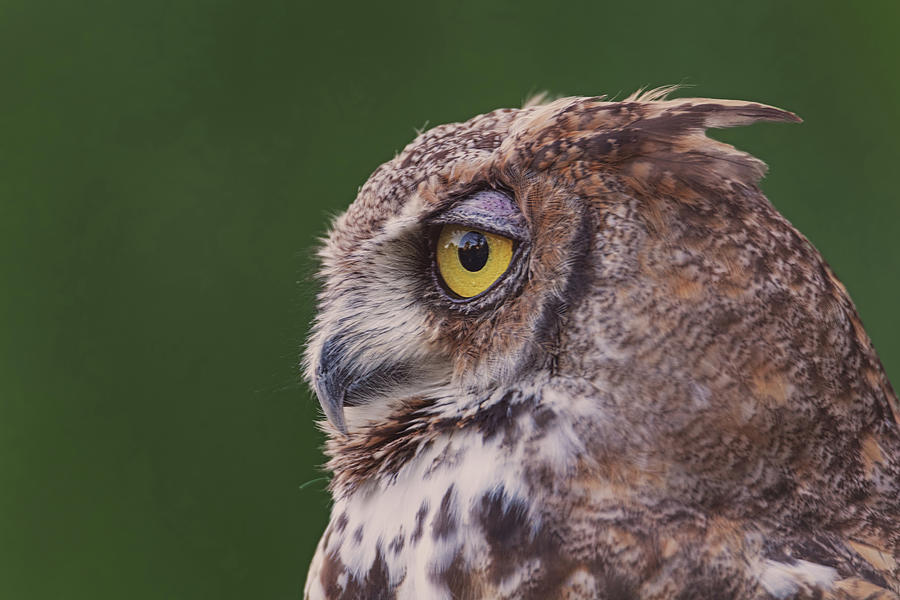 Great Horned Owl  #7 Photograph by Brian Cross