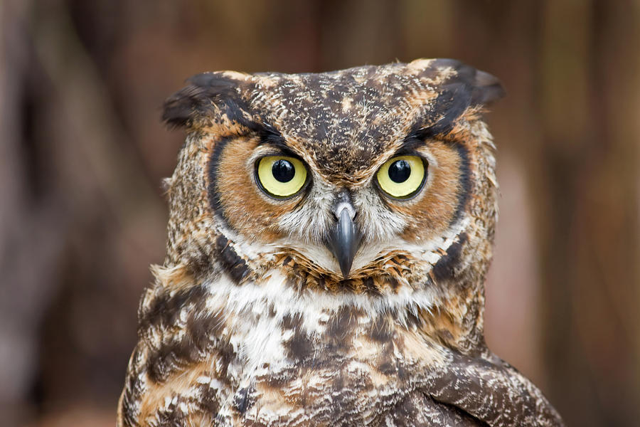 Great Horned Owl #7 Photograph by Jill Lang