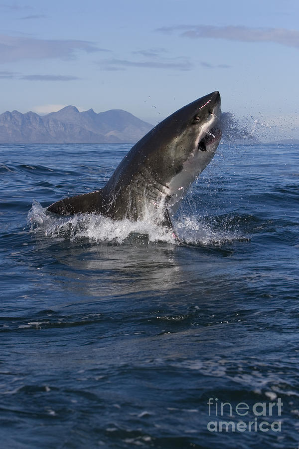 Great White Shark #7 Photograph by Jean-Louis Klein & Marie-Luce Hubert Great White Shark #7 Photograph by Jean-Louis Klein & Marie-Luce Hubert