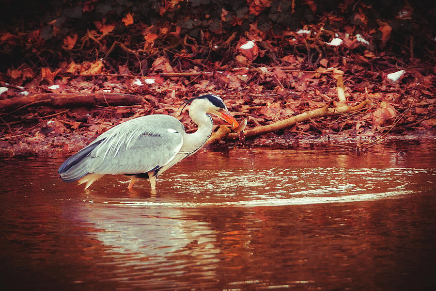 Grey Heron - Ardea Cinerea #7 Photograph by Marc Braner