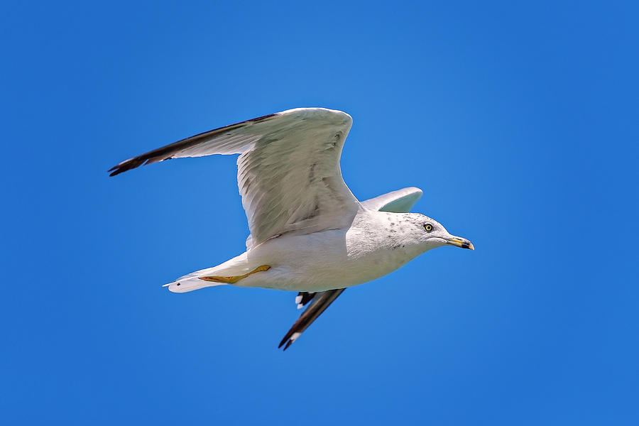Gull in flight #7 Photograph by Peter Lakomy