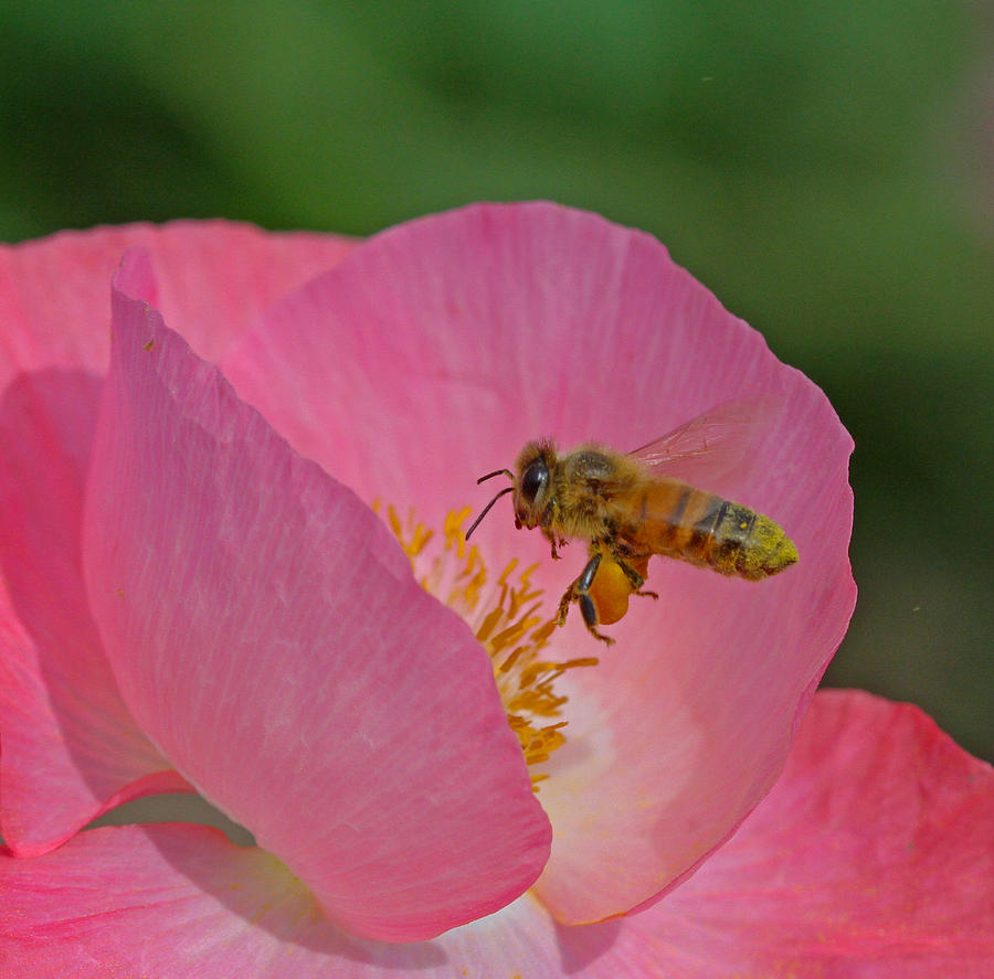 Honeybee #7 Photograph by Gary Wing