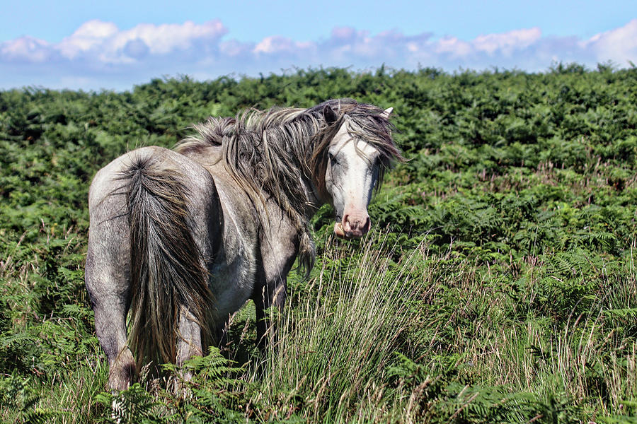 Horse Wales United Kingdom #7 Photograph by Paul James Bannerman