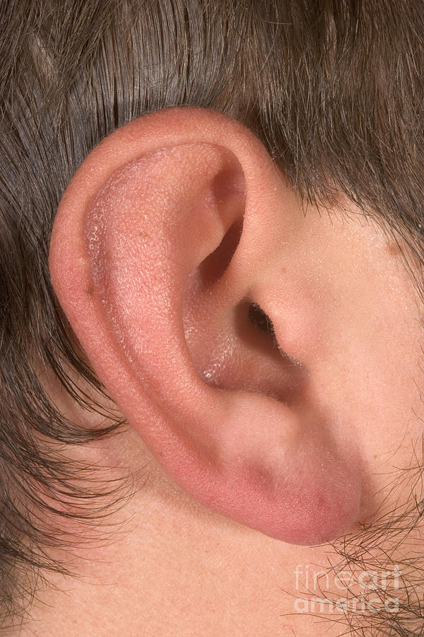 Human Ear #7 Photograph by Ted Kinsman