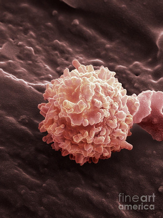 Human Red Blood Cells, Sem #7 Photograph by Ted Kinsman