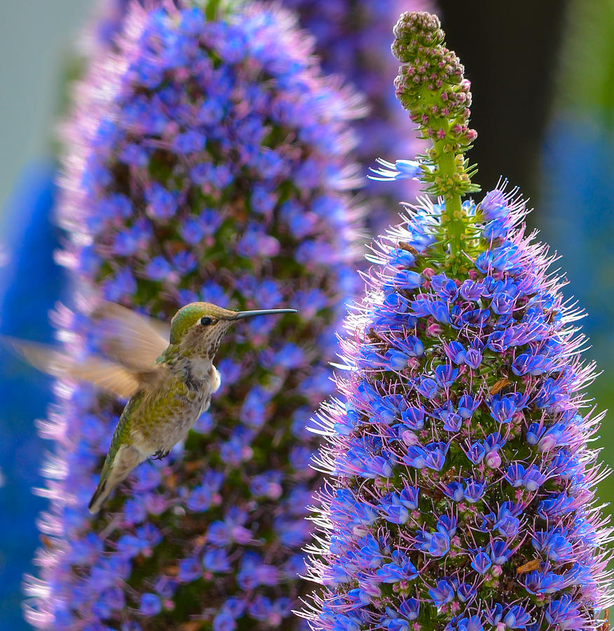 Hummingbird Photograph - Hummingbird #7 by Asif Islam