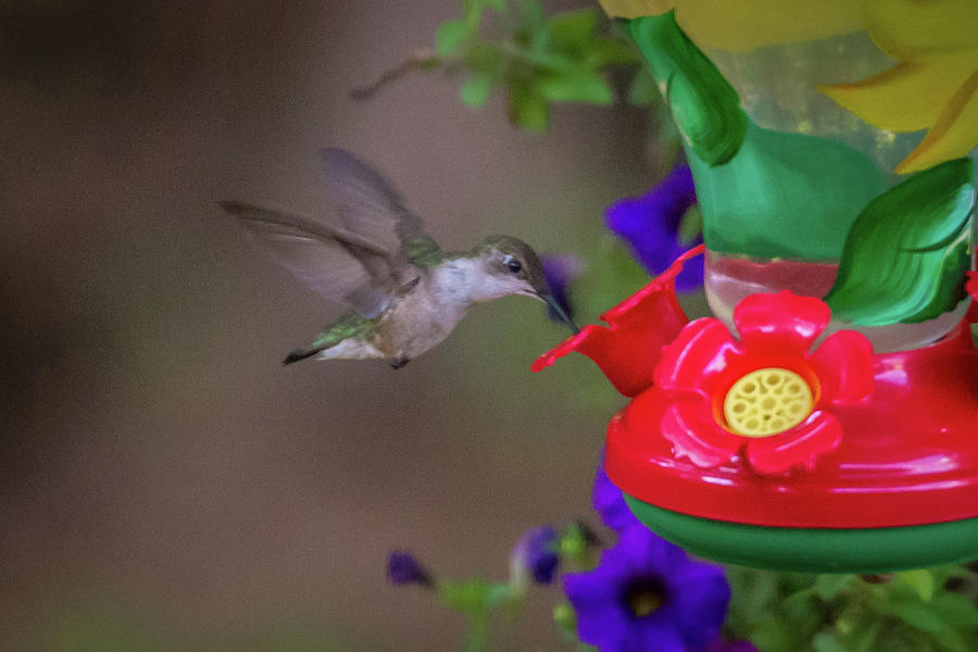 Hummingbird Found In Wild Nature On Sunny Day #7 Photograph by Alex Grichenko