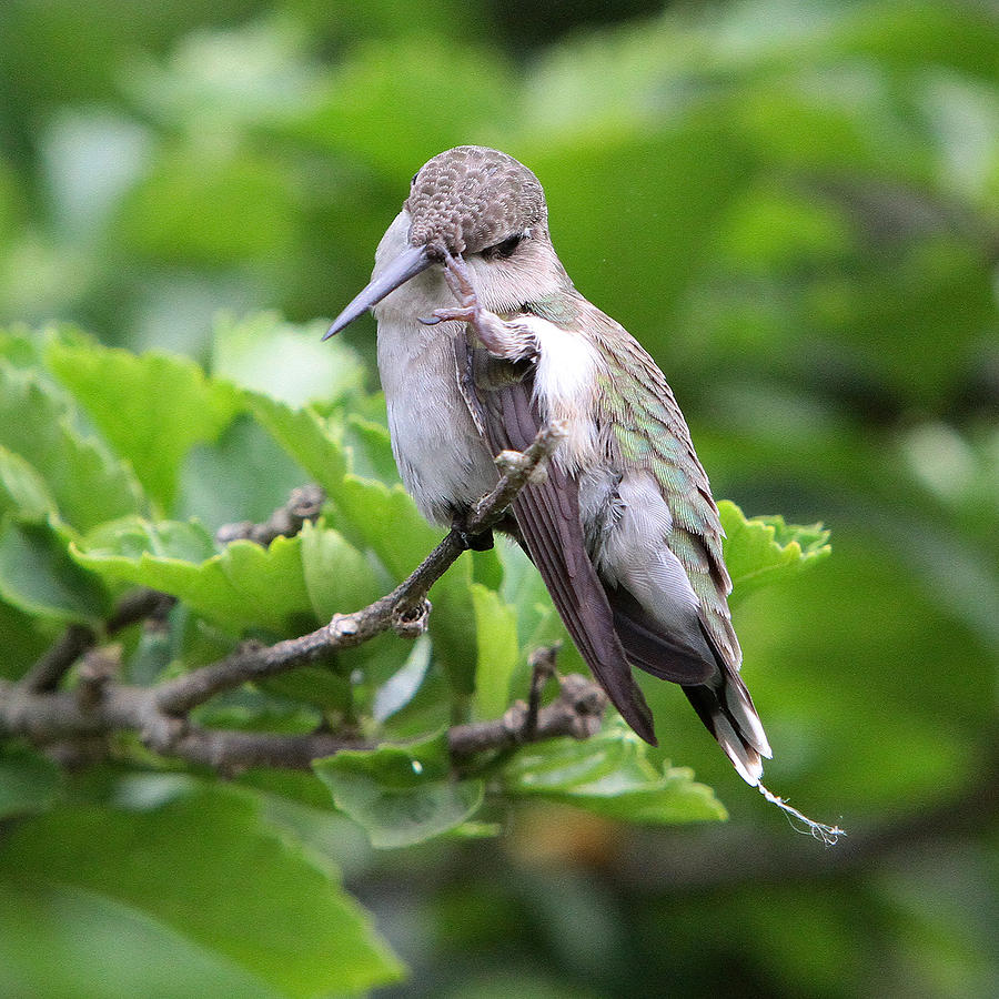 Hummingbird #7 Photograph by John Freidenberg