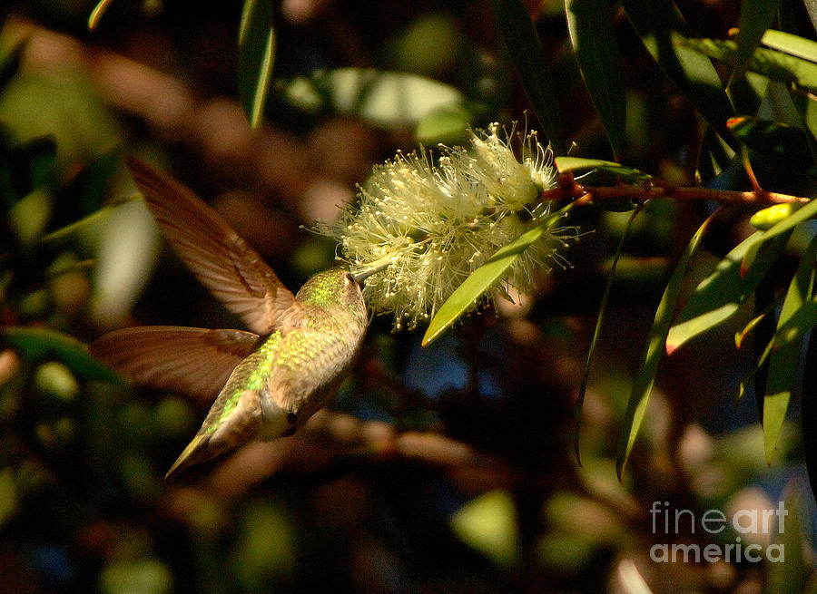 Hummingbird #7 Photograph by Marc Bittan