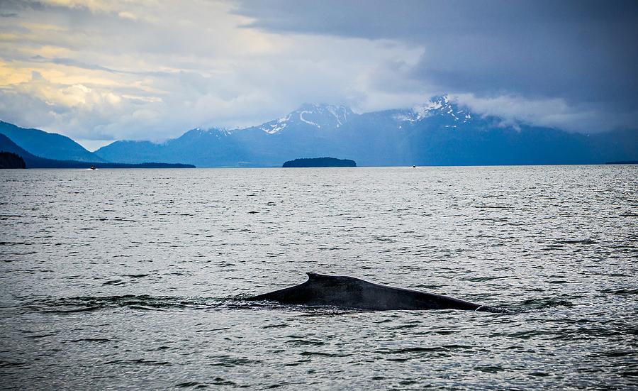 Humpack Whale Hunting On Mud Bay Alaska  #7 Photograph by Alex Grichenko