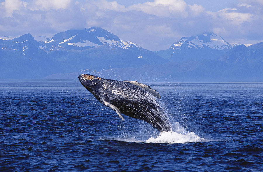 Nature Photograph - Humpback Whale Breaching #7 by John Hyde - Printscapes