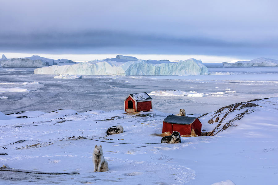 Huskies in Ilulissat, Greenland #7 Photograph by Joana Kruse