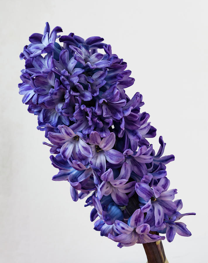 Hyacinth  #7 Photograph by Robert Ullmann