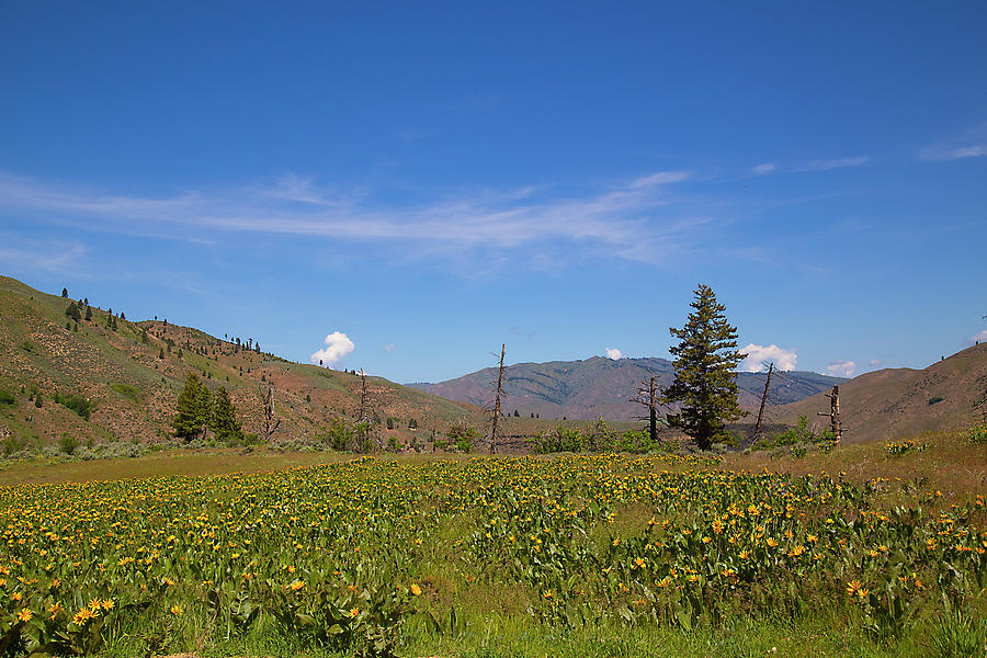 Idaho Landscape Photograph by Dart Humeston