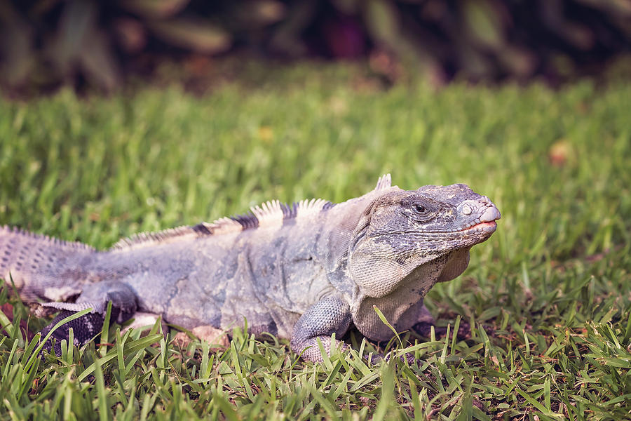 Iguana #7 Photograph by Peter Lakomy
