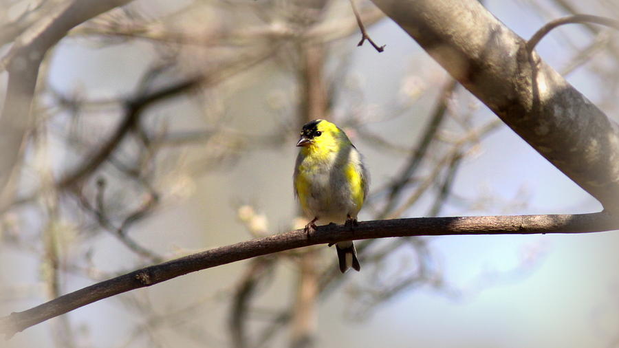 IMG_0001 - American Goldfinch #7 Photograph by Travis Truelove
