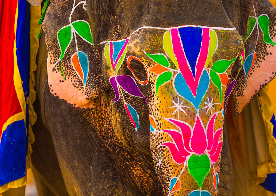 Indian Holi Elephant Photograph by Roberto Adrian - Fine Art America