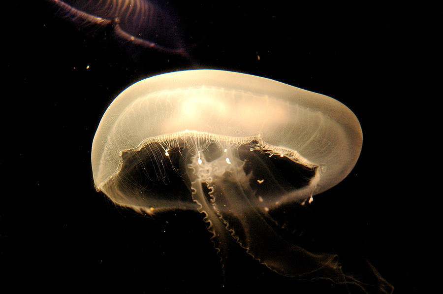 Jellyfish Photograph - Jellyfish #7 by Andreea Allman