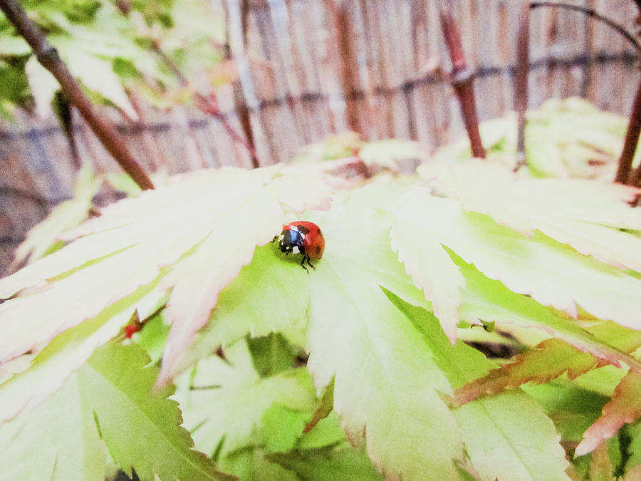 Ladybug Photograph - Ladybug #7 by Cesar Vieira