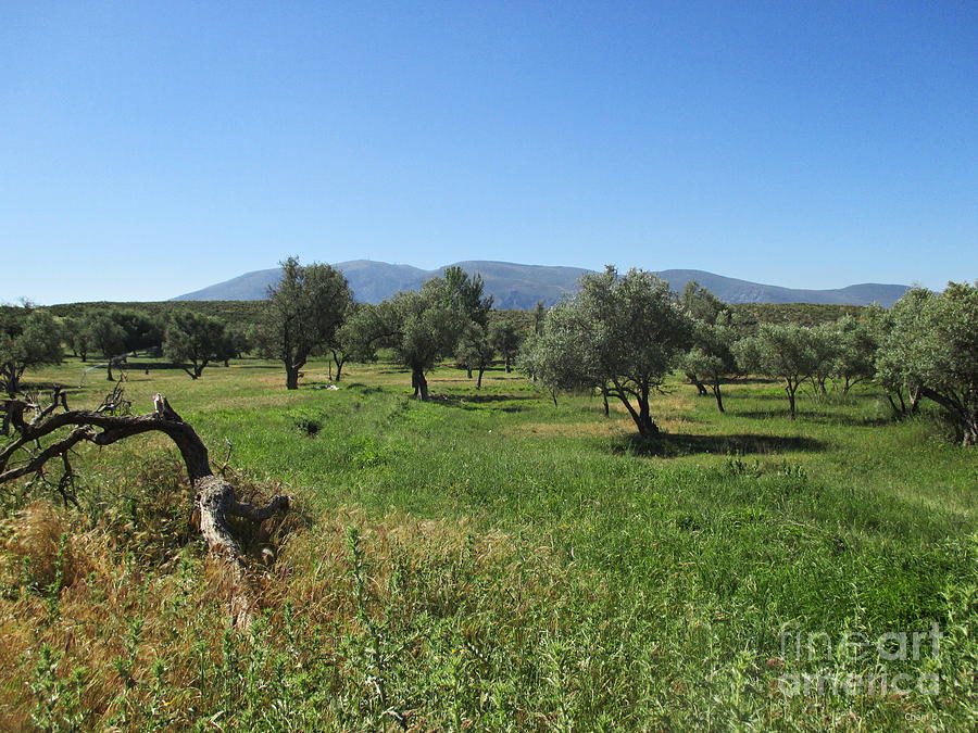 Olive trees near Lanjaron Photograph by Chani Demuijlder