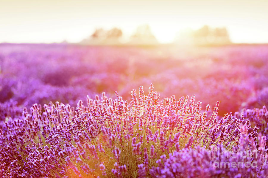 Lavender flower field at sunset. #7 Photograph by Michal Bednarek