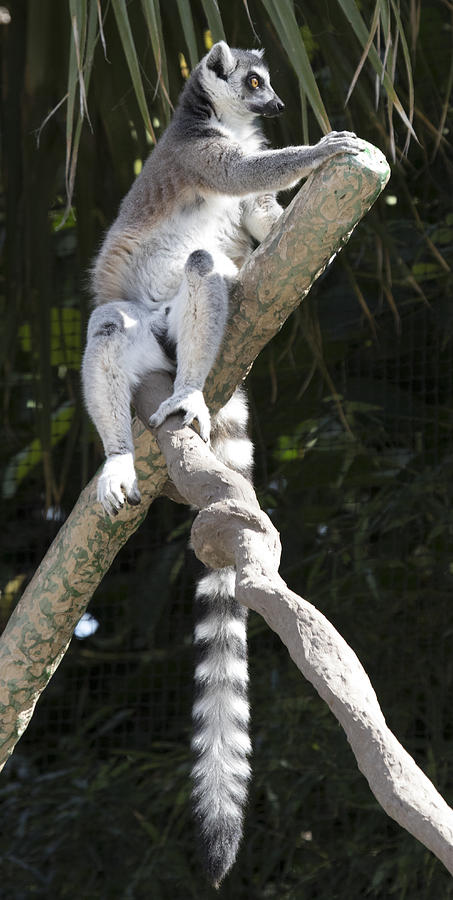 Lemur #7 Photograph by Masami Iida