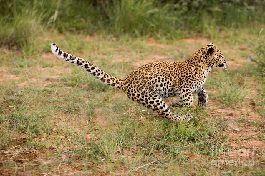 Leopard Panthera Pardus Photograph By Gerard Lacz - Fine Art America