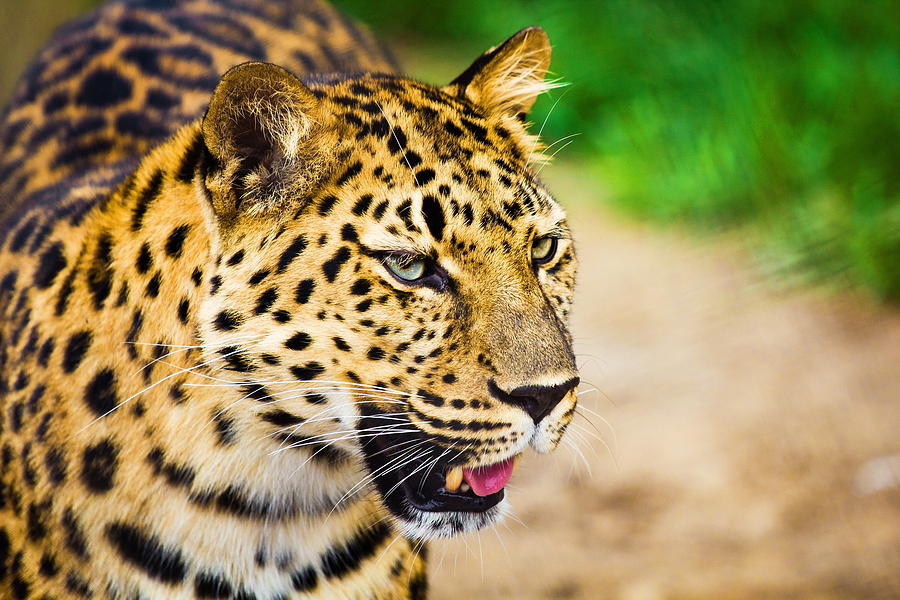 Wildlife Digital Art - Leopard #7 by Super Lovely